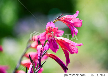 Gladiolus Gladiolus 102831961
