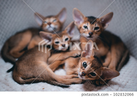 cute small kittens abyssinian breed lies and resting in soft pet house, closeup 102832066