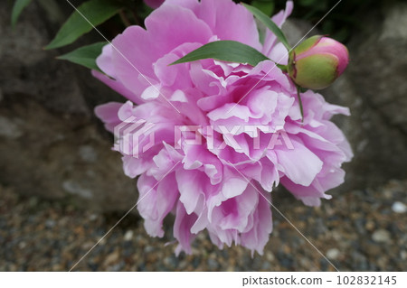Pink peonies flowers 102832145