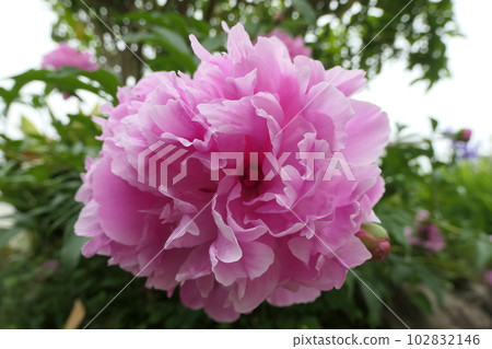 粉色牡丹花 102832146