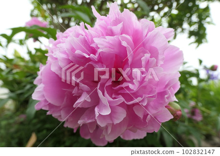 粉色牡丹花 102832147