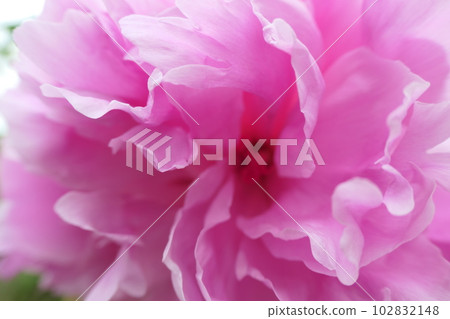 粉紅色牡丹花的特寫 102832148