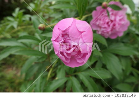 粉色牡丹花蕾 102832149