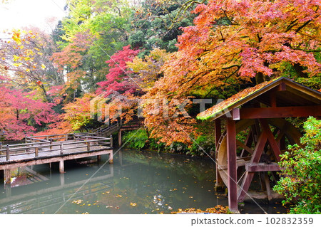 鴨山公園的紅葉（新潟縣） 102832359