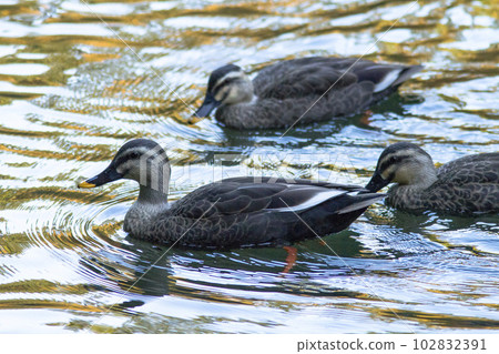 鴨子在秋葉下游泳 鳥取縣大宮池 鴨子在秋葉下游泳 鳥取縣大宮池 102832391