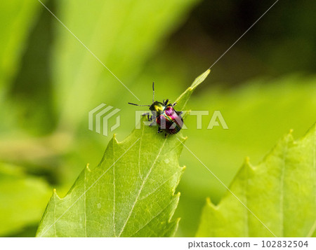 Acrothinium gasch on the leaves Acrothinium gasch on the leaves 102832504