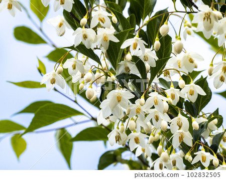 Abundant white flowers of styrax Abundant white flowers of styrax 102832505