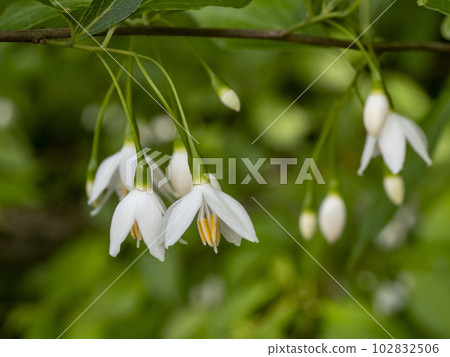 White flowers of Egonoki 102832506