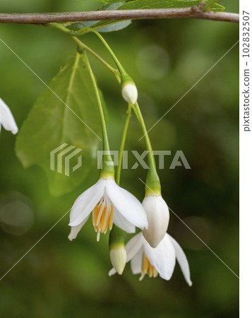 White flowers of Egonoki White flowers of Egonoki 102832507