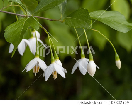 White flowers of Egonoki 102832509