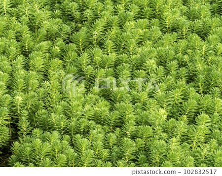 Giant parrotfish designated as an invasive alien species in Japan 102832517