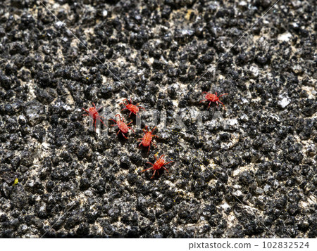 Cavernata 在混凝土上滴答作響 Cavernata 在混凝土上滴答作響 102832524