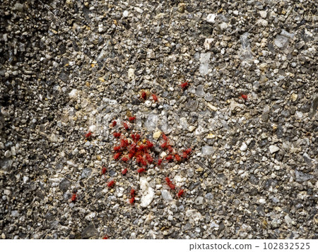 Cavernata 在混凝土上滴答作響 Cavernata 在混凝土上滴答作響 102832525