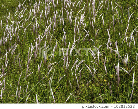 生長在堤岸斜坡上的千谷 102832528