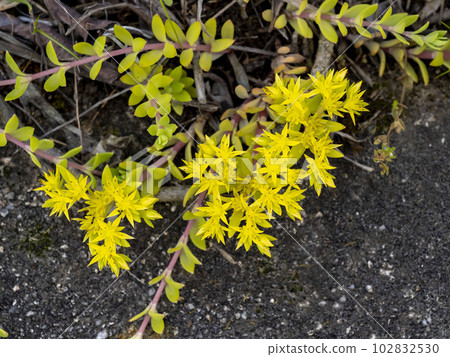 Crane manengusa with conspicuous yellow flowers Crane manengusa with conspicuous yellow flowers 102832530