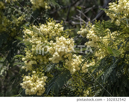 森島金合歡花 森島金合歡花 102832542
