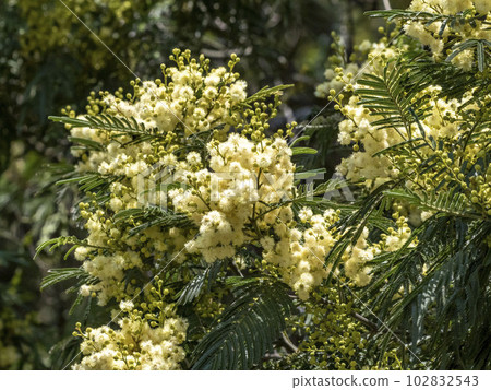 森島金合歡花 102832543