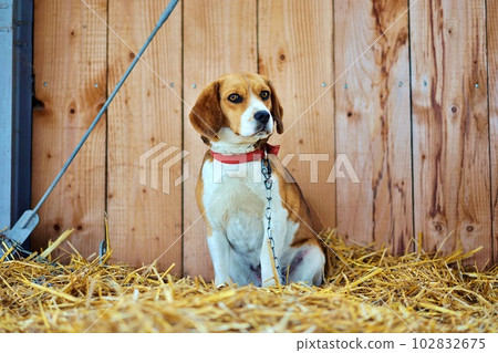 比格犬 102832675