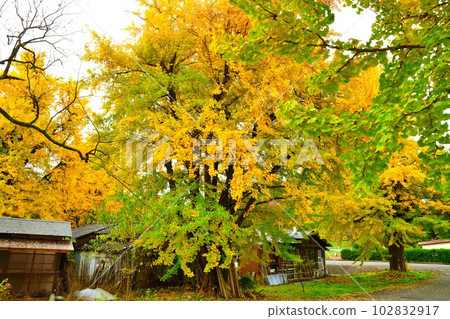 Autumn leaves in Muramatsu Hiruno area (Niigata Prefecture) 102832917