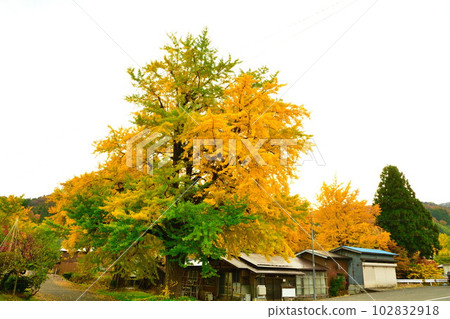 Autumn leaves in Muramatsu Hiruno area (Niigata Prefecture) Autumn leaves in Muramatsu Hiruno area (Niigata Prefecture) 102832918
