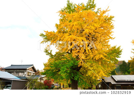 Autumn leaves in Muramatsu Hiruno area (Niigata Prefecture) Autumn leaves in Muramatsu Hiruno area (Niigata Prefecture) 102832919