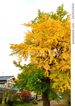 Autumn leaves in Muramatsu Hiruno area (Niigata Prefecture) Autumn leaves in Muramatsu Hiruno area (Niigata Prefecture) 102832920