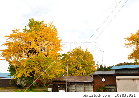 Autumn leaves in Muramatsu Hiruno area (Niigata Prefecture) 102832921