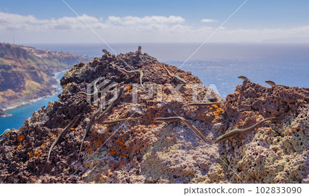 Group of Madeira lizards on a rock Group of Madeira lizards on a rock 102833090