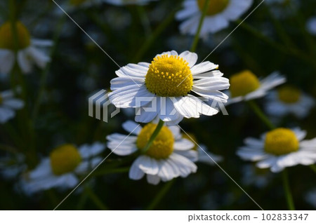German chamomile (chamomile) German chamomile (chamomile) 102833347