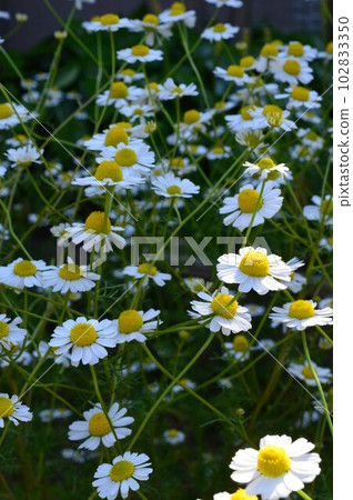 德國洋甘菊(chamomile) 德國洋甘菊(chamomile) 102833350