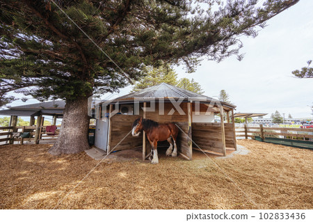 Victor Harbor Horse Drawn Tramway in Australia Victor Harbor Horse Drawn Tramway in Australia 102833436