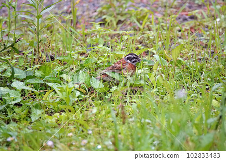 釣到魚餌的彩旗。 釣到魚餌的彩旗。 102833483