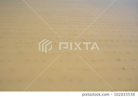 種植水稻後的稻田 種植水稻後的稻田 102833538