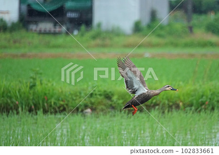 Spot-billed duck that jumped out. 102833661