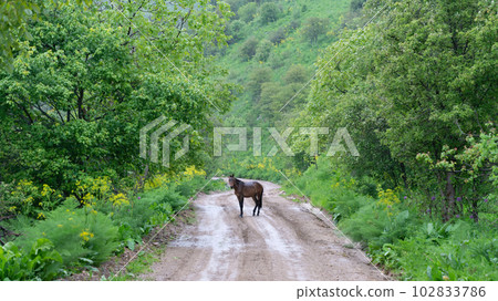 A horse standing calmly in the middle of a road in Sary Chelek Nature Reserve in Kyrgyzstan, highlighting the importance of preserving the natural beauty and biodiversity 102833786