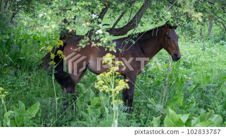 A horse standing calmly in Sary Chelek Nature Reserve in Kyrgyzstan, highlighting the importance of preserving the natural beauty and biodiversity 102833787