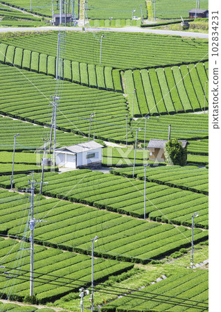 Beautiful Yame Chuo Tea Garden, a tea-producing region that represents Fukuoka Prefecture 102834231