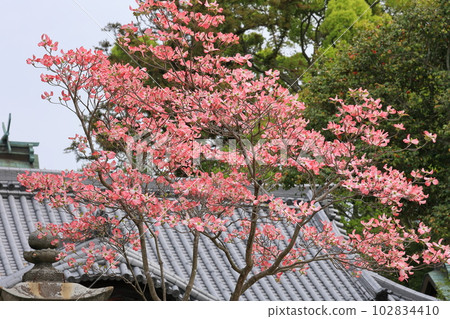 高松岩田神社的山茱萸(2023 紫藤節) 高松岩田神社的山茱萸(2023 紫藤節) 102834410