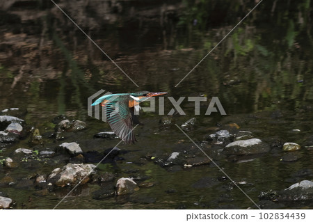 Kingfisher flying over water Kingfisher flying over water 102834439