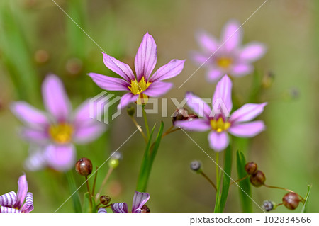 Niwazekishou Niwazekishou 102834566