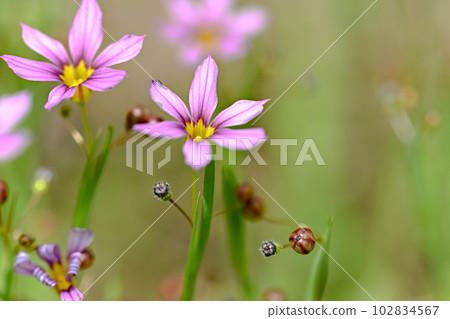 Niwazekishou Niwazekishou 102834567