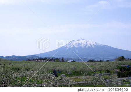 蘋果花和Iwakiyama 蘋果花和Iwakiyama 102834600
