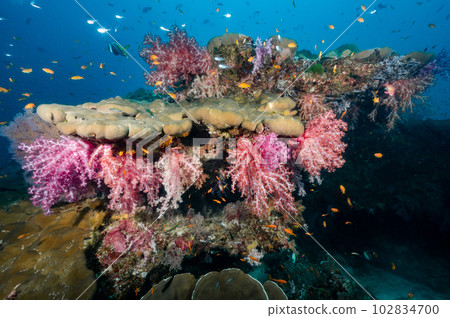 Colorful hanging soft coral reef in Thailand 102834700