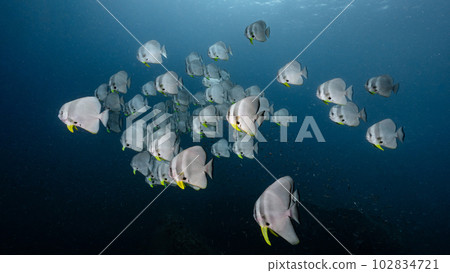 School of Teira Batfish in the blue ocean School of Teira Batfish in the blue ocean 102834721