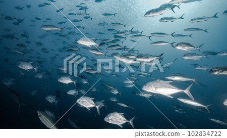 School of Jack fish in the blue ocean 102834722