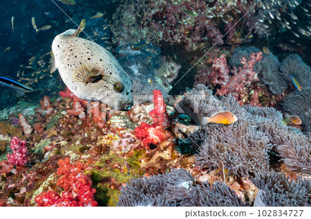 Blackspotted puffer fish in Andaman sea, Thailand 102834727