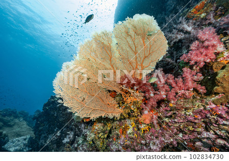 Sea Fan with colorful soft coral reef in Thailand 102834730
