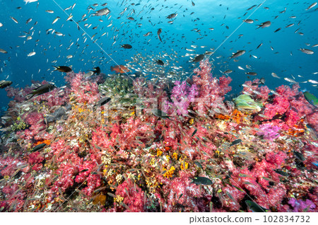 Colorful soft coral reef and school of fish at Richelieu Rock, Thailand 102834732