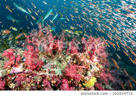 Red soft coral reef and school of fish at Richelieu Rock, Thailand 102834733