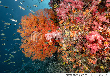 Sea Fan with colorful soft coral reef in Thailand 102834734